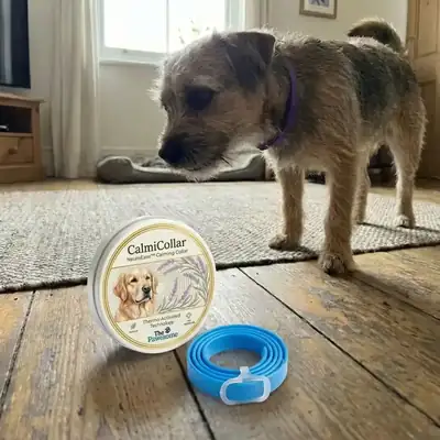 Scruffy dog beside an open CalmiCollar tin and blue collar