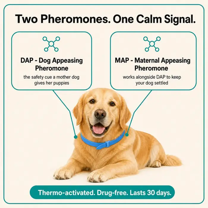 Seller infographic naming the DAP and MAP pheromones in CalmiCollar